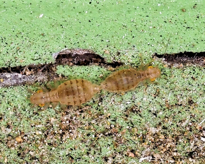 Trogium pulsatorium