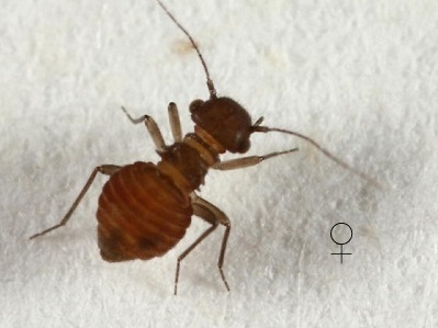 Lachesilla michiliensis female