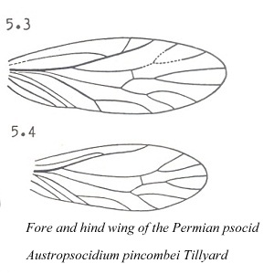 fossil wings