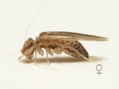 Tapinella maculata male