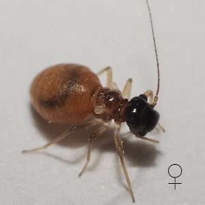 v. posticus female