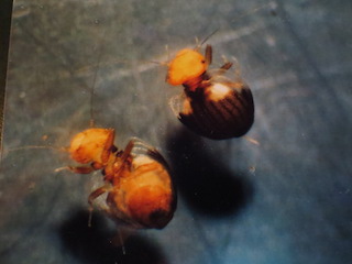 Sphaeropsocus bicolor