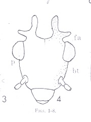 Antilopsocus