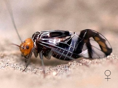 Cerastipsocus trifasciatus female