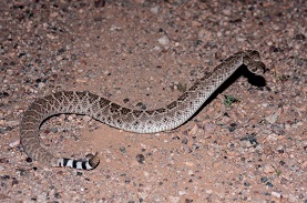 rattlesnake