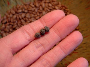 rocks removed from the pintos